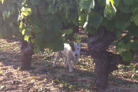 Vigne et chien