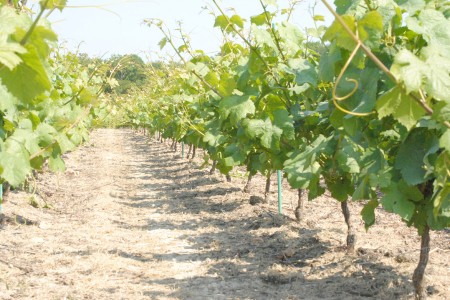 Vignes