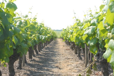 Vignes