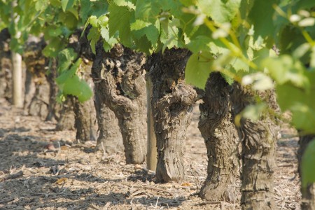 Vignes