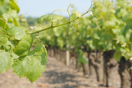 Vignes